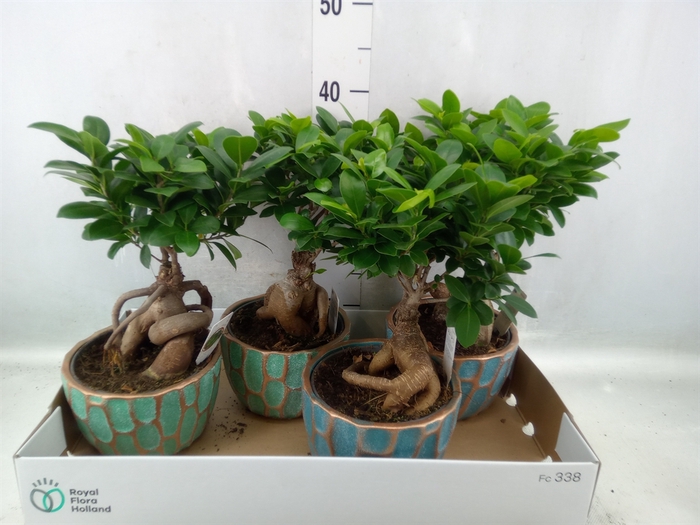 <h4>Ficus microcarpa 'Ginseng'</h4>