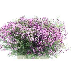 Chamelaucium Grand Jupiter