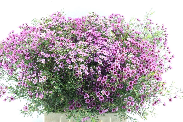 <h4>Chamelaucium Grand Jupiter</h4>