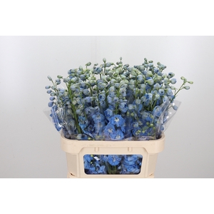 Delphinium Centurion Skyblue