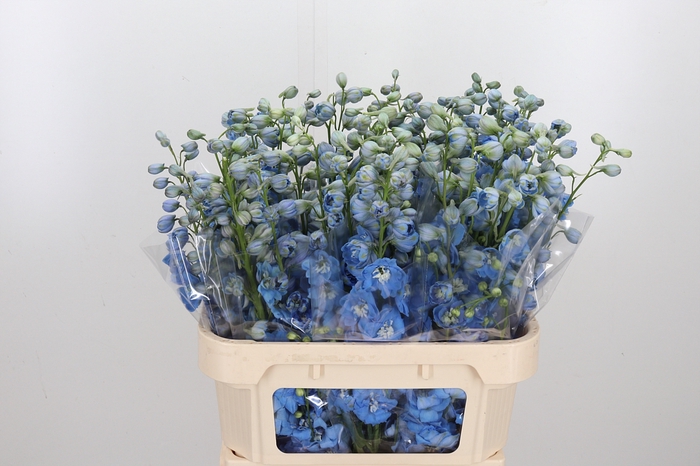 <h4>Delphinium Centurion Skyblue</h4>