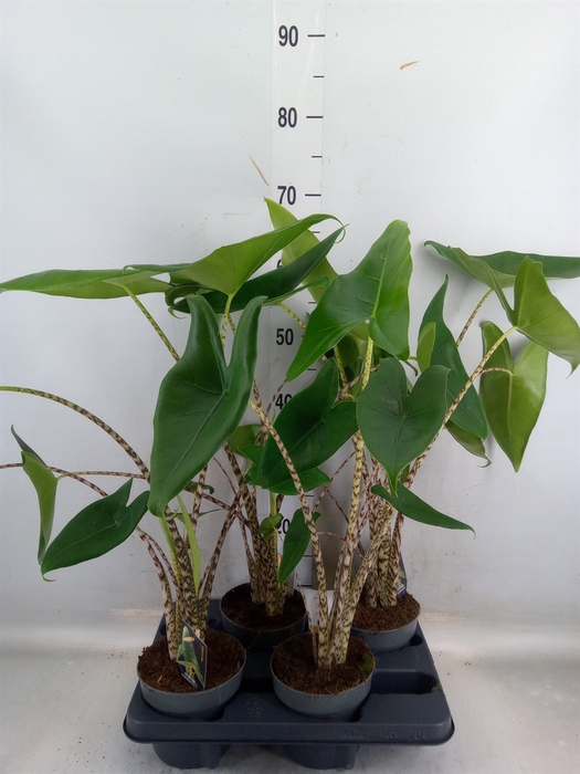 <h4>Alocasia zebrina</h4>