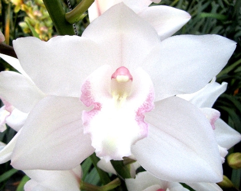 <h4>Cymbidium Snowcastle Doos</h4>