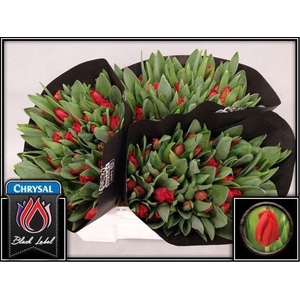 Tulipa si escape