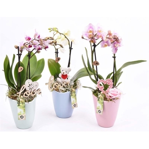 Keramiek pot kl. mix 11.5cm