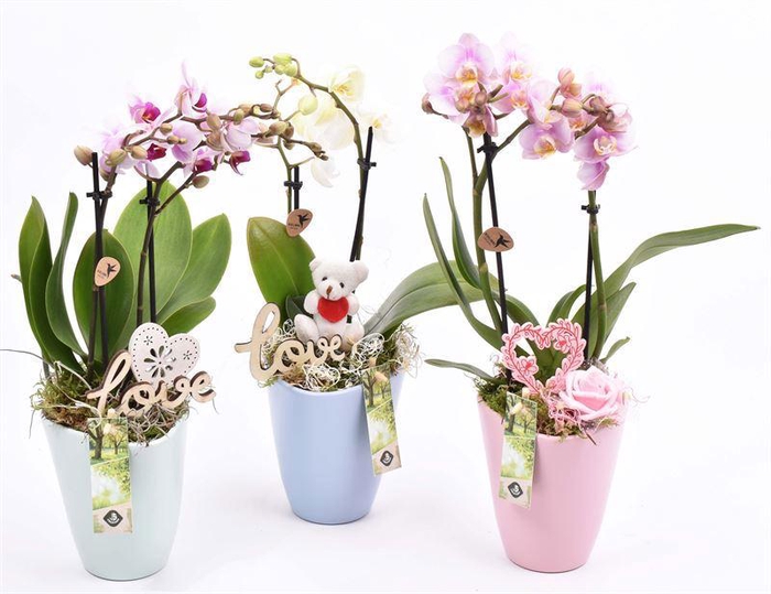 <h4>Keramiek pot kl. mix 11.5cm</h4>