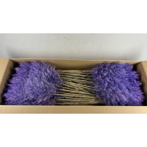 DF Pampas 115cm Lavander