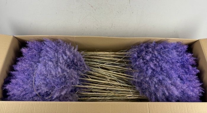 <h4>DF Pampas 115cm Lavander</h4>