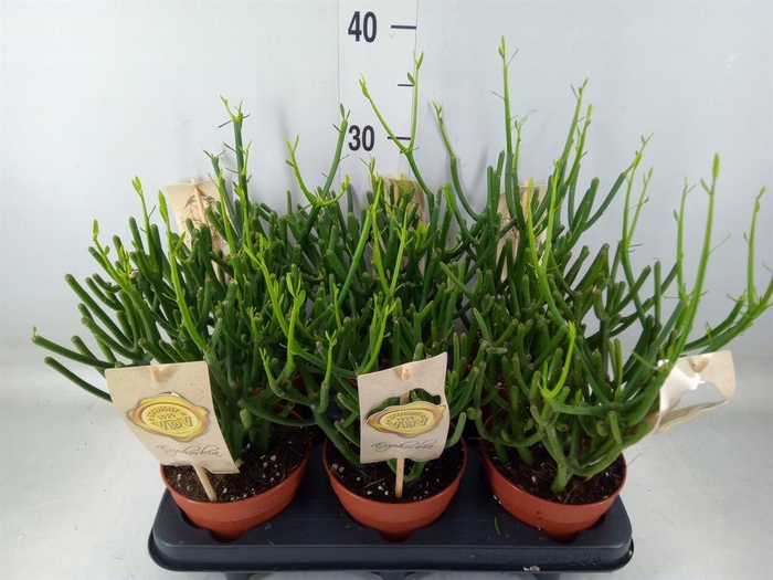 <h4>Euphorbia tirucalli</h4>