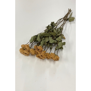 DROOG ROSES SPRAY ZALM