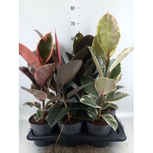Ficus elastica   ...