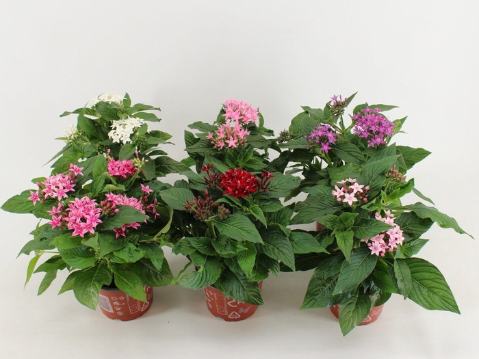<h4>Pentas Lanceolata Graffiti mix tray</h4>