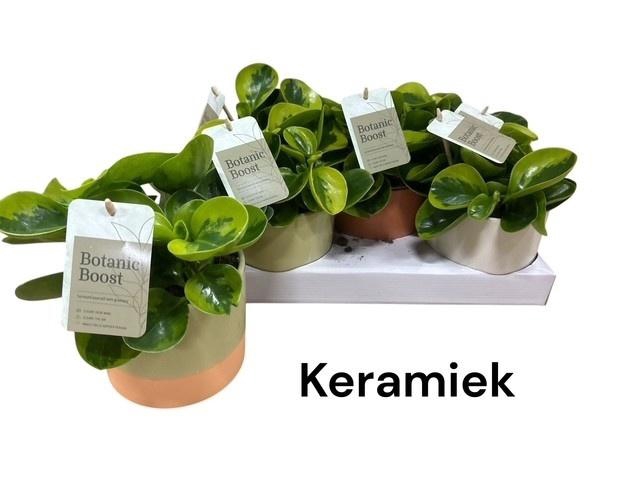 <h4>PEP OBT OBTIPAN</h4>