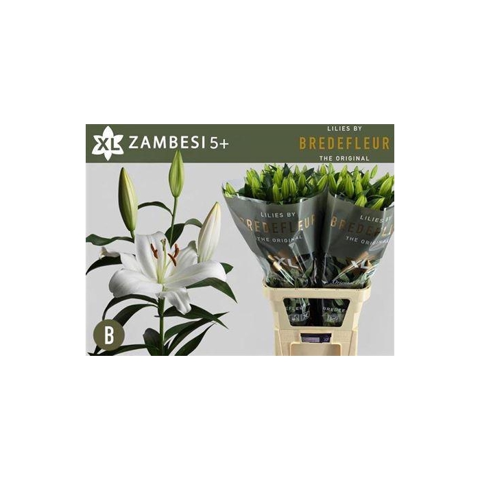 <h4>Li Ot Zambesi</h4>