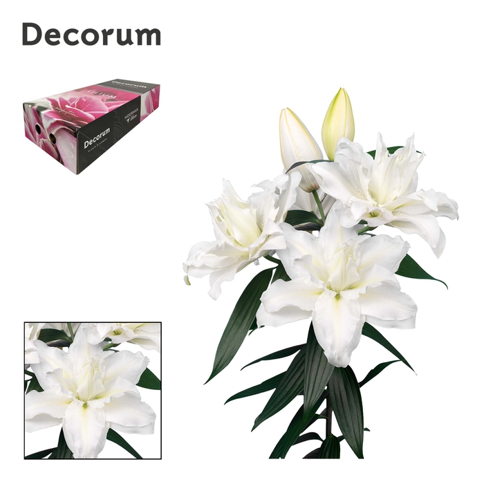 LI ROSELILY JACINTHA 5+ XL Medium Box