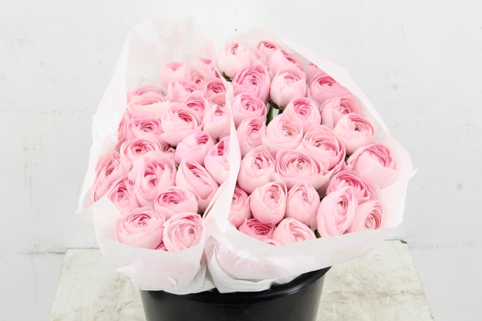 <h4>RAN SUCCES LADY</h4>