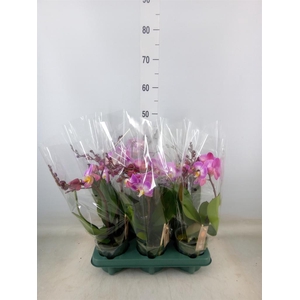 Phalaenopsis  'Spirit Pink'