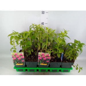 Monarda didyma