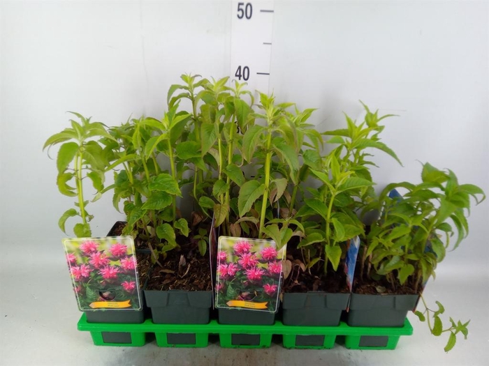 <h4>Monarda didyma</h4>
