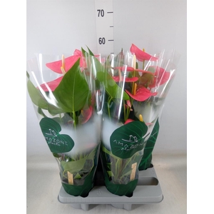 Anthurium andr. 'Colorado'