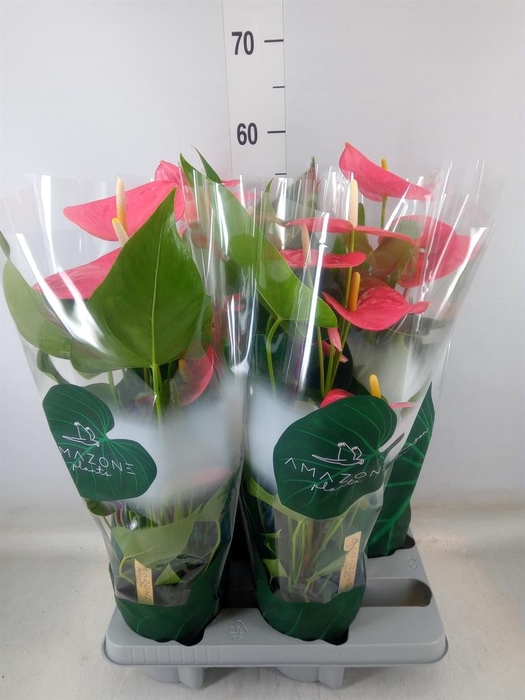 <h4>Anthurium andr. 'Colorado'</h4>