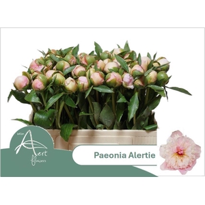 PAEONIA ALERTIE