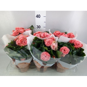 Begonia elat. DU 'Borias'
