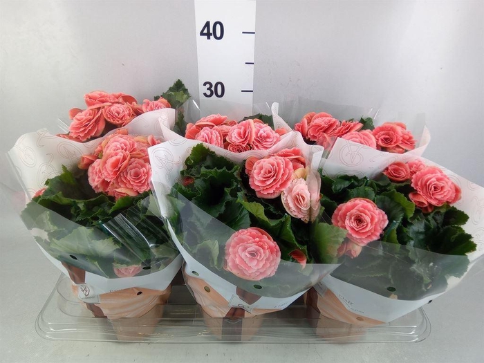 <h4>Begonia elat. DU 'Borias'</h4>
