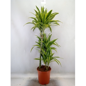 Dracaena fr de 'LemonLime'