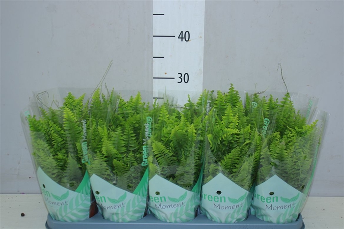 <h4>Nephrolepis Green Moment</h4>