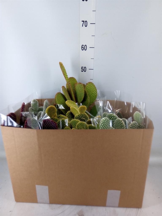 <h4>Opuntia microdasys</h4>