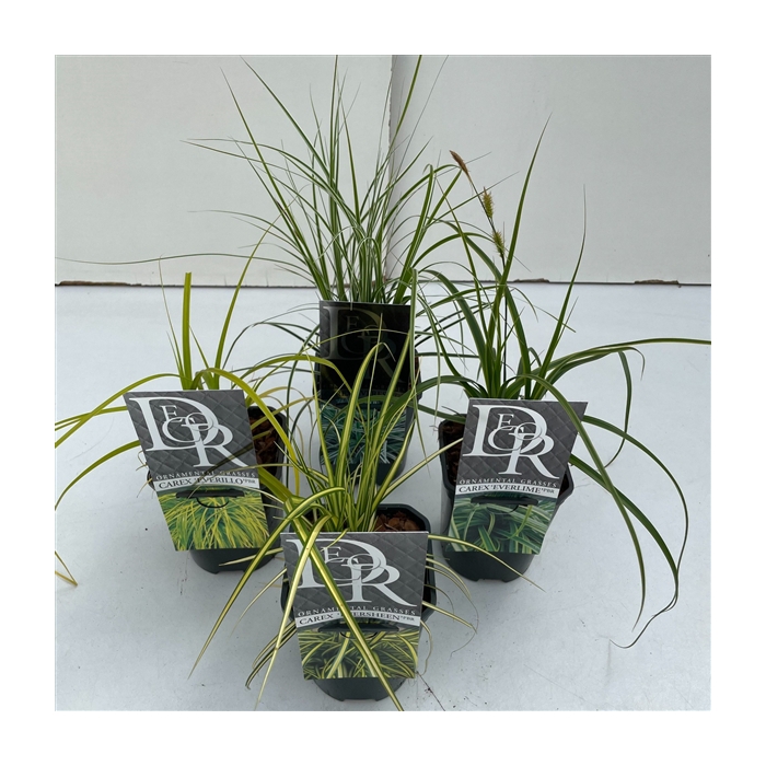 <h4>Carex mix exclusief</h4>