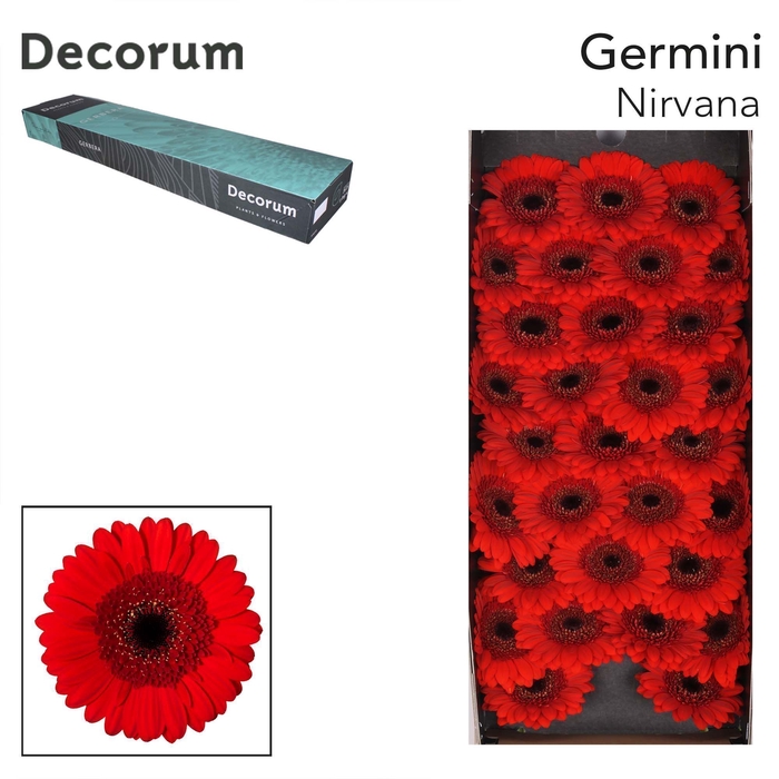 Germini Nirvana Doos