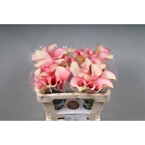 Calla Auckland Kallaland