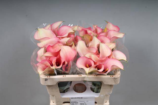 <h4>Calla Auckland Kallaland</h4>