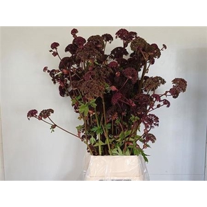 Angelica Gigas