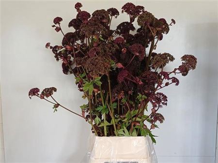 <h4>Angelica Gigas</h4>