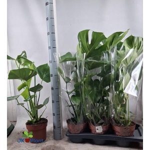 MONSTERA DELICIOSA