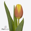 Tulipa si rms li