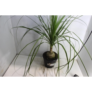 BEAUCARNEA P24