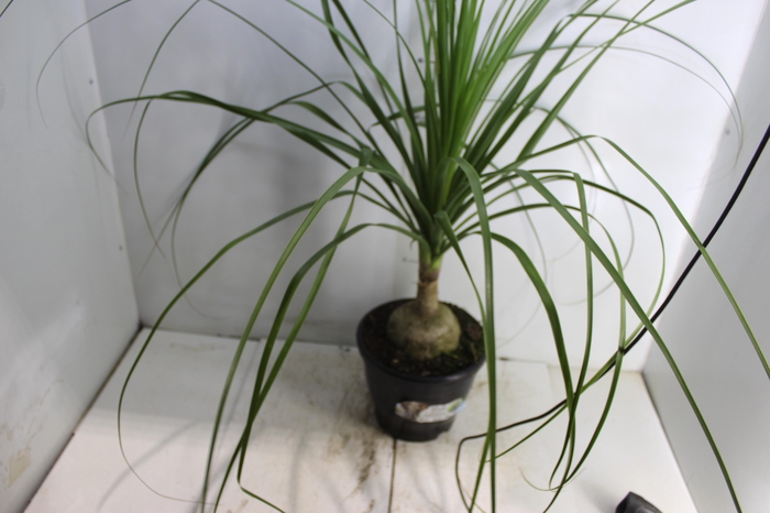 <h4>BEAUCARNEA P24</h4>