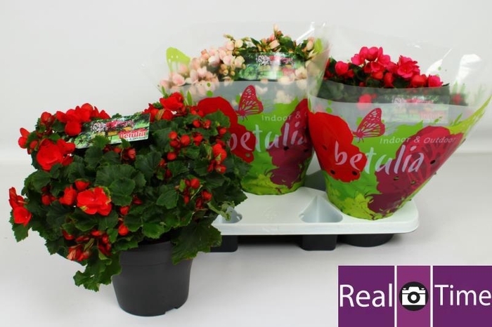 <h4>BEG EN BETULIA GEM</h4>