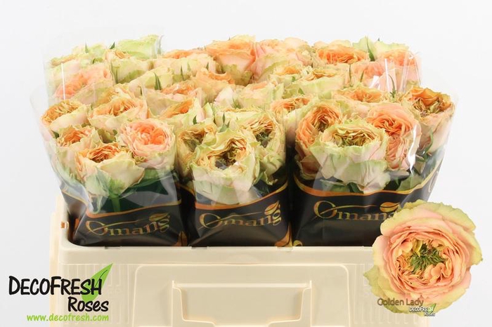 <h4>R Gr Golden lady Omang</h4>