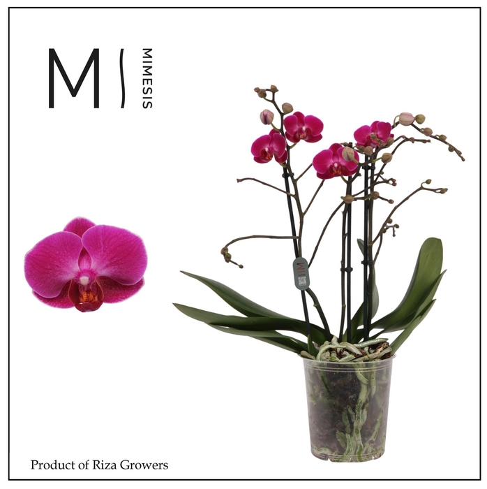 <h4>Phalaenopsis Morelia 3 spike - 12cm | Mimesis</h4>