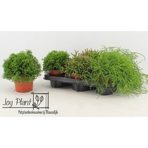 Rhipsalis burchellii mixed (Cites) 12Ø 18cm