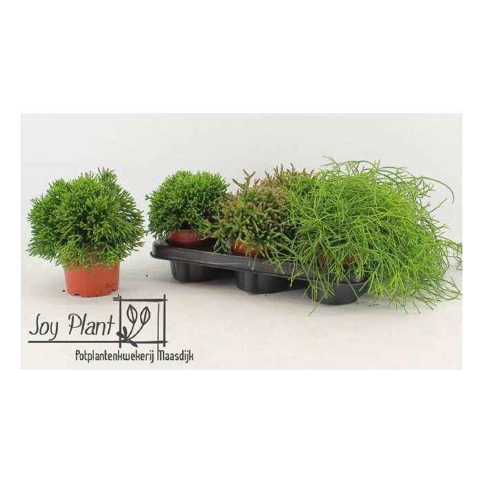 <h4>Rhipsalis burchellii mixed (Cites) 12Ø 18cm</h4>