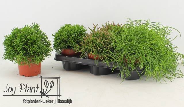 Rhipsalis burchellii mixed (Cites) 12Ø 18cm