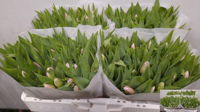 <h4>TU EN GABRIELLA</h4>