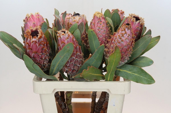 <h4>PROTEA MAGNIFICA</h4>