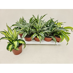 Dracaena mix 12Ø 23cm 1pp